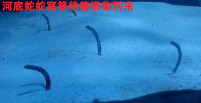 900岁科技_灵气治病_美容减肥长寿_高血压高血脂高血糖_脑梗脑溢血_近视肥胖痴呆_头疼失眠_病毒肝炎_病毒感冒_肿瘤癌症