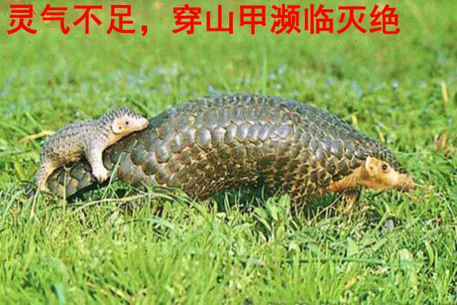 900岁科技_灵气治病_美容减肥长寿_高血压高血脂高血糖_脑梗脑溢血_近视肥胖痴呆_头疼失眠_病毒肝炎_病毒感冒_肿瘤癌症 900岁科技_灵气治病_美容减肥长寿_高血压高血脂高血糖_脑梗脑溢血_近视肥胖痴呆_头疼失眠_病毒肝炎_病毒感冒_肿瘤癌症