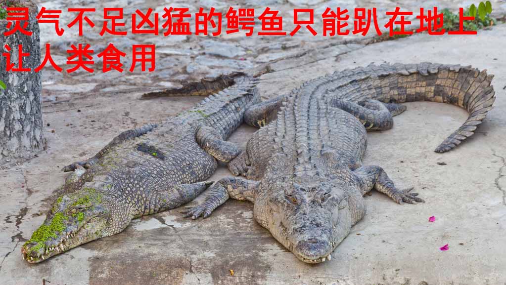 900岁科技_灵气治病_美容减肥长寿_高血压高血脂高血糖_脑梗脑溢血_近视肥胖痴呆_头疼失眠_病毒肝炎_病毒感冒_肿瘤癌症